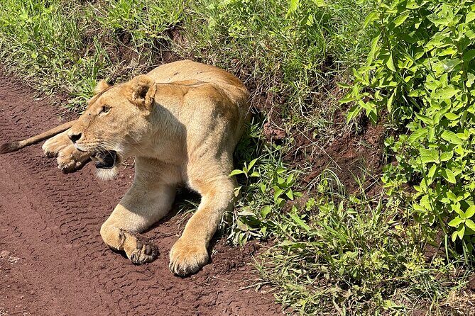 3 Day tour Tarangire, Ngorongoro crater & Lake Manyara - FAQ