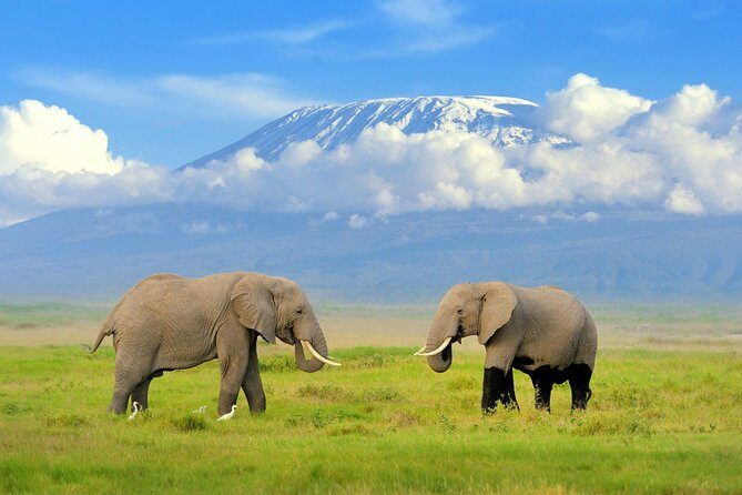 3 Day Tour to Amboseli Tsavo West & East to Mombasa/Diani/Nairobi - The Itinerary: What to Expect Each Day