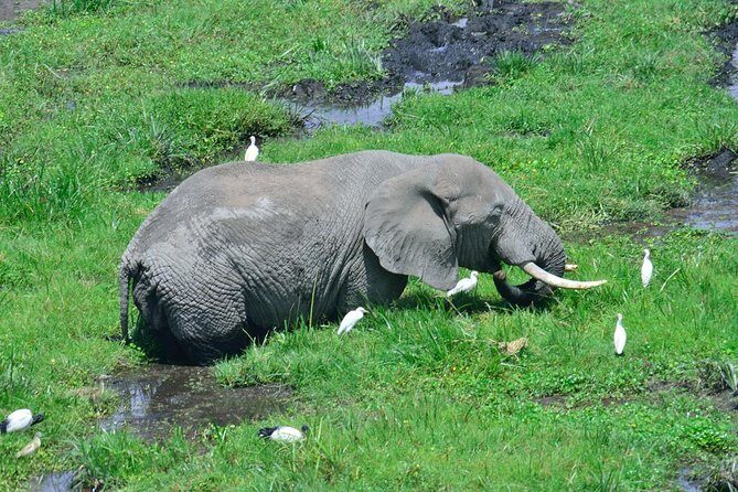 3 Day Tour to Amboseli Tsavo West & East to Mombasa/Diani/Nairobi - Authentic Encounters & Guides
