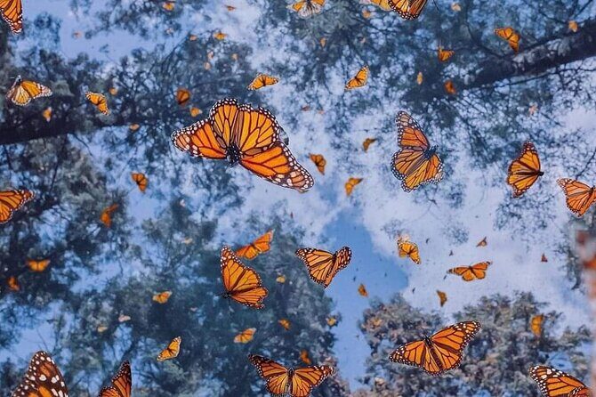 3 day Tour to Discover the Magic of Mexico & Monarch Butterflies - The Practical Side: Transport, Timing, and Details