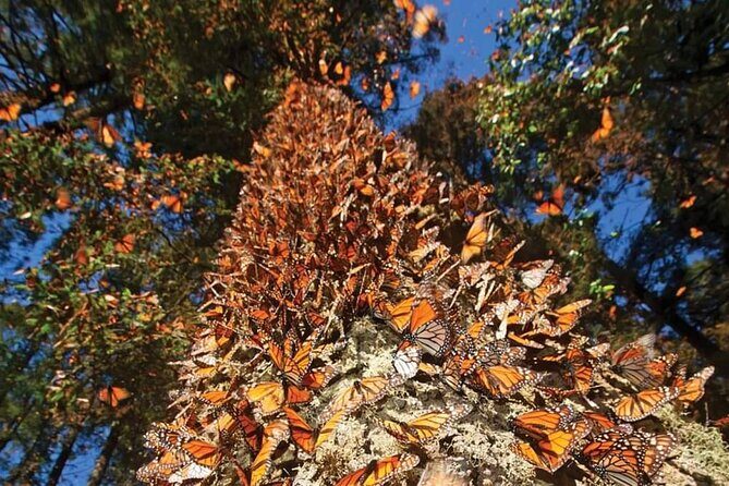 3 day Tour to Discover the Magic of Mexico & Monarch Butterflies - The Value and Who Will Love This Experience