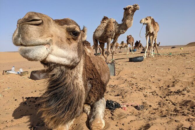 3-Day Trip from Fez to Marrakech via Merzouga Desert - Day 2: From Merzouga to Ouarzazate — Gorges, Markets, and Film History
