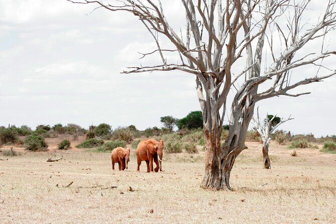 3-Day Tsavo East and Tsavo West Safari - FAQ