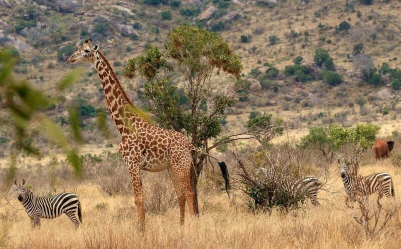 3 Day Tsavo East and Tsavo West Safari From Mombasa or Diani - Exploring the 3-Day Tsavo East and Tsavo West Safari — A Practical Guide to Kenyas Iconic Parks