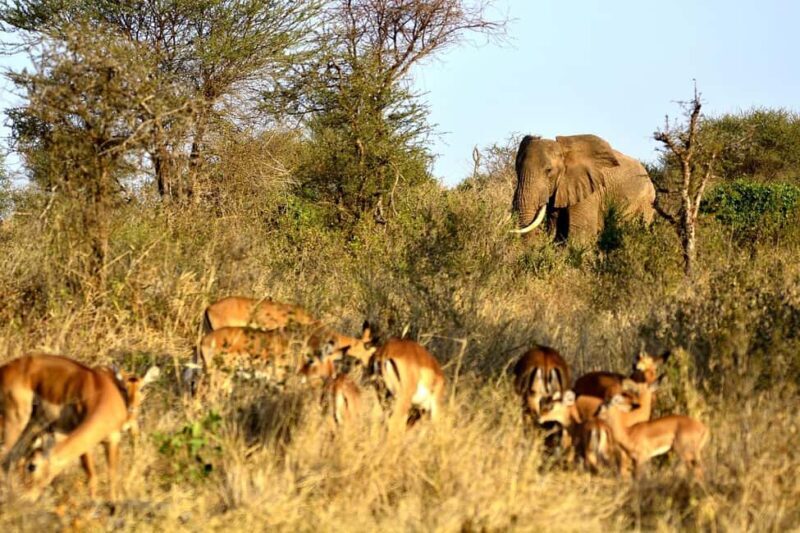 3 Day Tsavo East and Tsavo West Safari From Mombasa or Diani - Who This Tour Is Best For