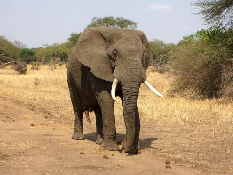 3 Day Tsavo East and Tsavo West Safari From Mombasa or Diani - FAQ