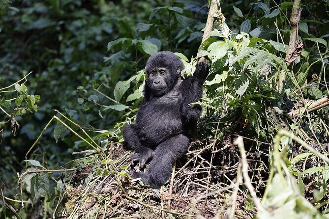 3 Day Uganda Gorilla Trekking and Batwa Pygmies Experience - Day 3: Returning with Memories – From Bwindi to Entebbe/Kampala