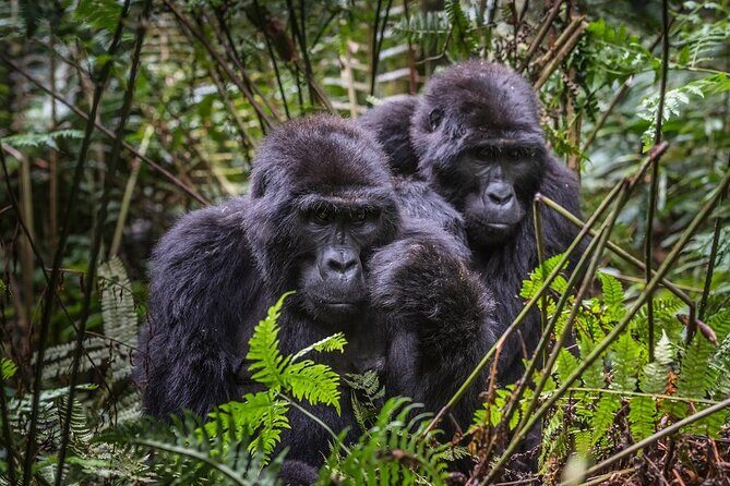 3-Day Uganda Gorilla Trekking Safari - What’s Included and What’s Not?