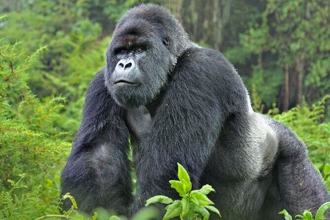 3-Day Uganda Gorilla Trekking Safari - Practical Tips for Your Trip