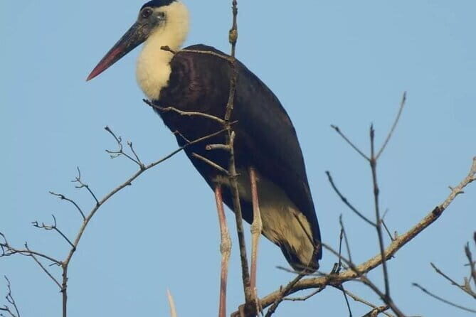 3-Day Ujung Kulon National Park Private Guided Tour - Introduction: A Bird’s-Eye View of the Ujung Kulon Adventure