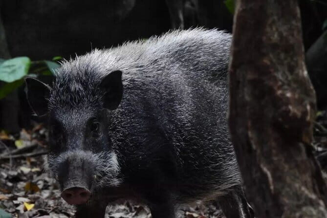 3-Day Ujung Kulon National Park Private Guided Tour - Who Is This Tour Best Suited For?