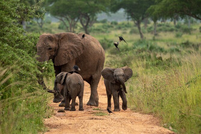 3-Day Ultimate Big Five Safari - Murchison Falls & Rhinos - An In-Depth Look at the 3-Day Itinerary