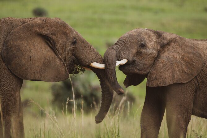 3-Day Ultimate Big Five Safari - Murchison Falls & Rhinos - Authentic Experiences and What Travelers Say