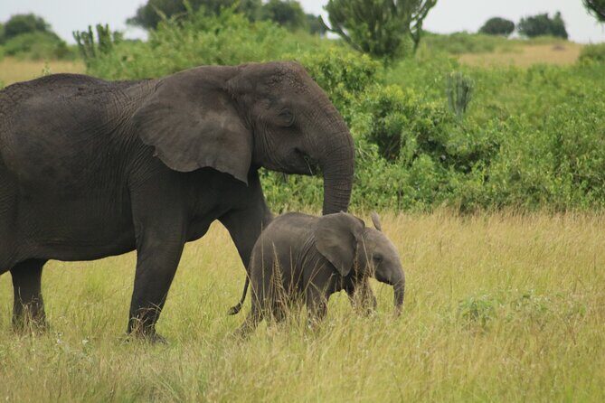 3-Day Ultimate Big Five Safari - Murchison Falls & Rhinos - Who Should Consider This Safari?