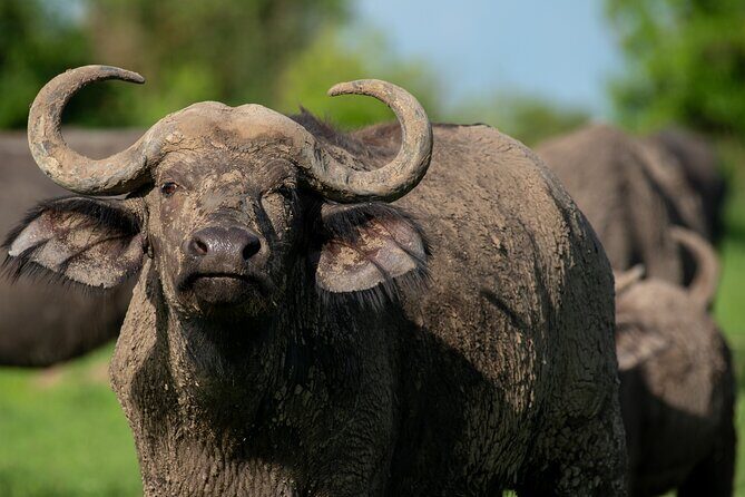 3-Day Ultimate Big Five Safari - Murchison Falls & Rhinos - The Sum Up