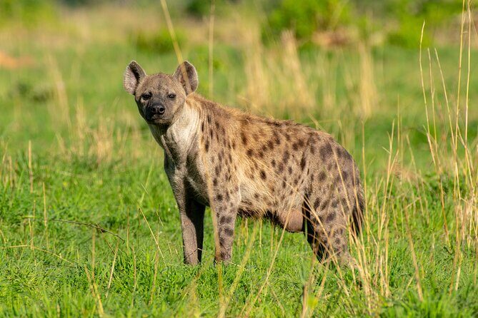 3-Day Ultimate Big Five Safari - Murchison Falls & Rhinos - FAQs