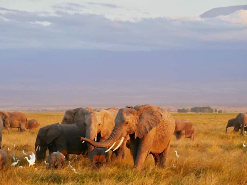 3-Day Unforgettable Tanzania Wildlife Safari - Introduction: A Well-Rounded Tanzanian Adventure