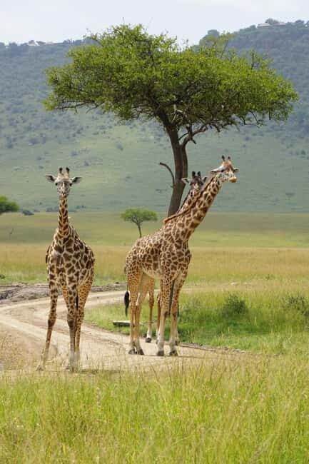 3-Day Unforgettable Tanzania Wildlife Safari - Key Points