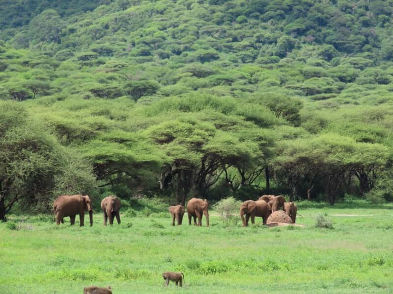 3-Day Unforgettable Tanzania Wildlife Safari - The Practical Side: What’s Included and What’s Not