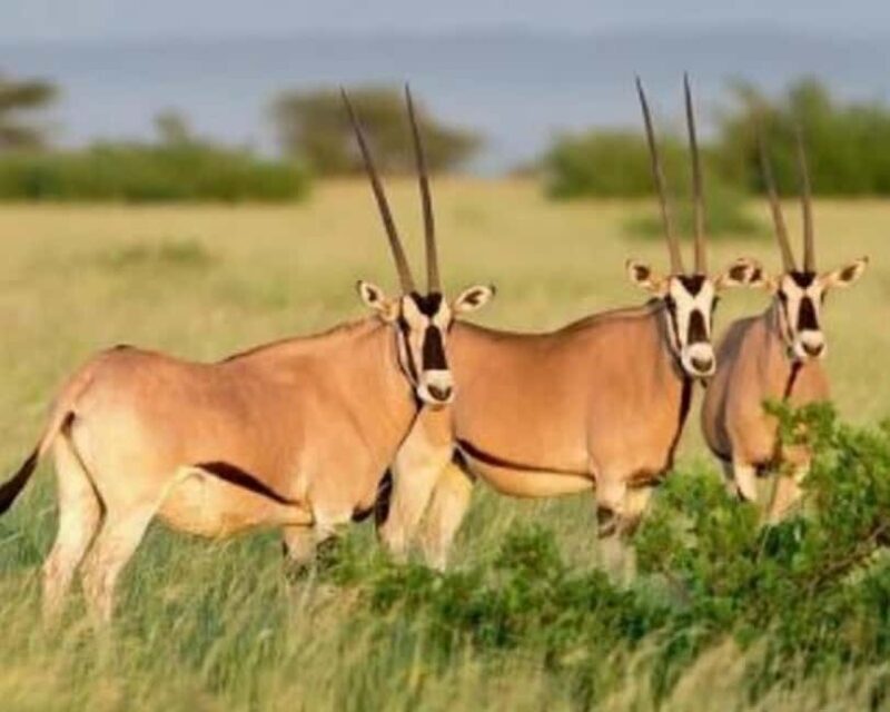 3-Day Wild Wonders and Nature, Awash National Park Tour - Exploring Ethiopia’s Awash National Park: A Genuine Adventure