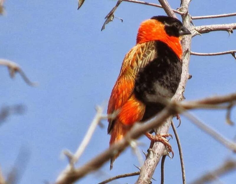 3-Day Wild Wonders and Nature, Awash National Park Tour - Who Will Love This Tour?