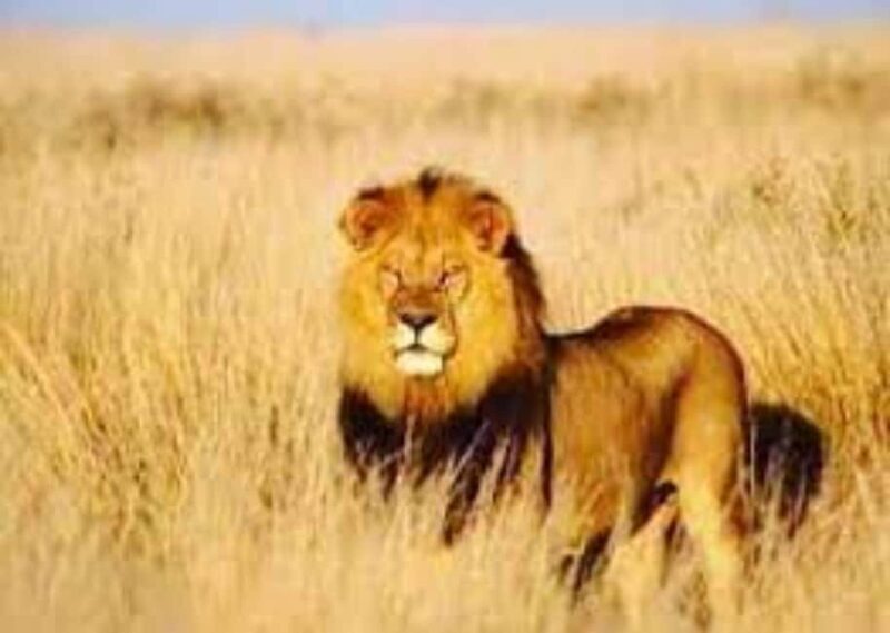 3-Day Wild Wonders and Nature, Awash National Park Tour - Final Thoughts