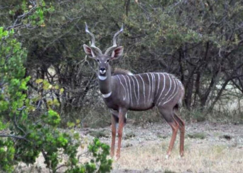 3-Day Wild Wonders and Nature, Awash National Park Tour - FAQ