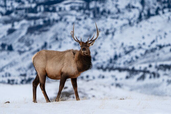 3 Day Wildlife Photography Tour in Yellowstone National Park - An In-Depth Look at the 3-Day Yellowstone Wildlife Photography Tour
