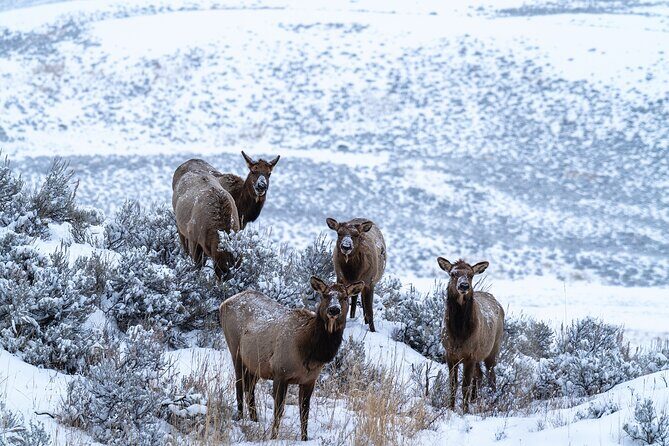 3 Day Wildlife Photography Tour in Yellowstone National Park - Frequently Asked Questions