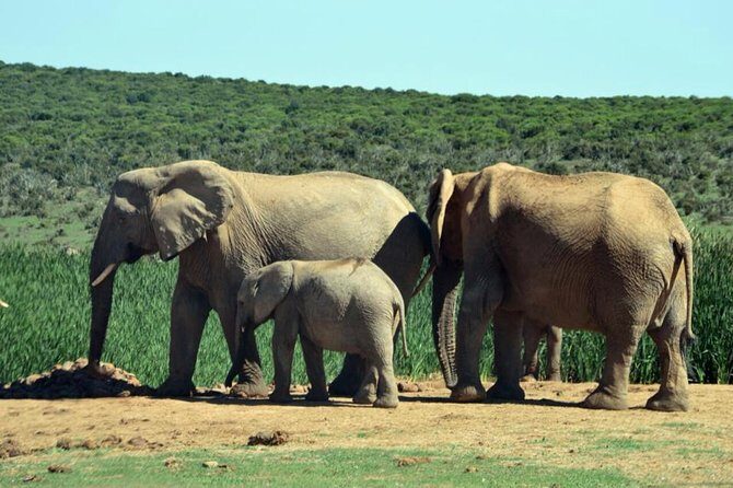 3 Day Wildlife Safari Tour - Garden Route Small Group Tour from Cape Town - Booking and Flexibility