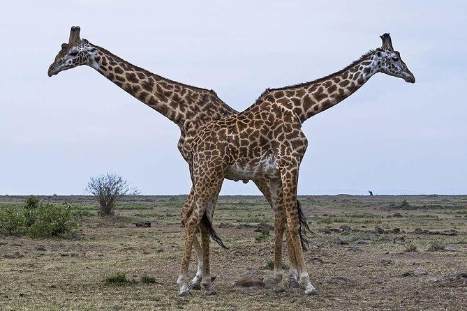 3-Days 2 Night Amazing Amboseli Experience. - The Itinerary Breakdown: What You Can Expect