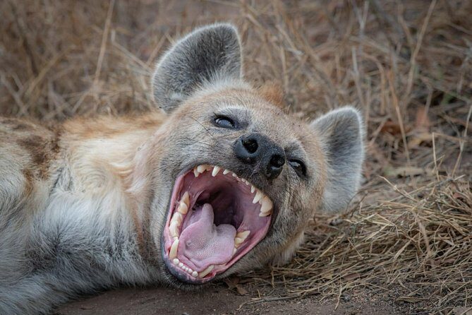3-Days 2 Night Amazing Amboseli Experience. - Practical Details: What You Need to Know