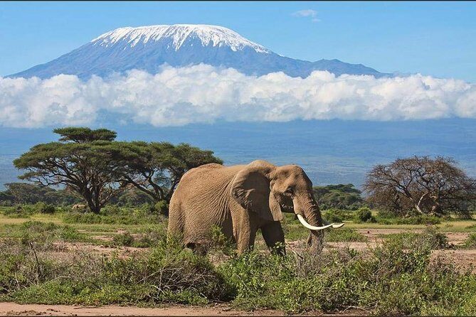 3-Days 2 Night Amazing Amboseli Experience. - FAQ