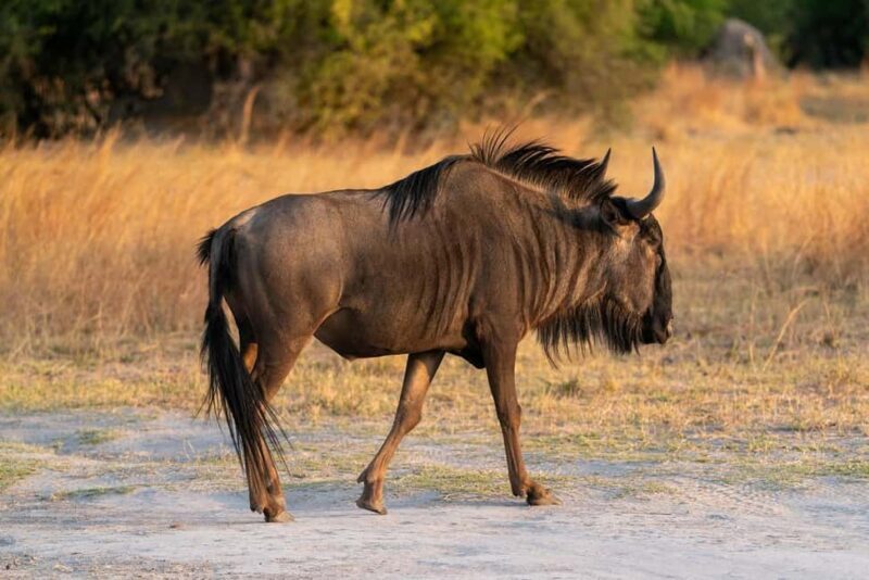 3-days 2-night from Dar-es-Salaam to Mikumi National Park - Key Points