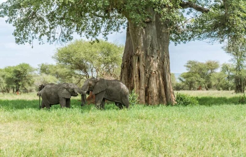 3-days 2-night from Dar-es-Salaam to Mikumi National Park - The Journey Begins: From Dar es Salaam to Mikumi