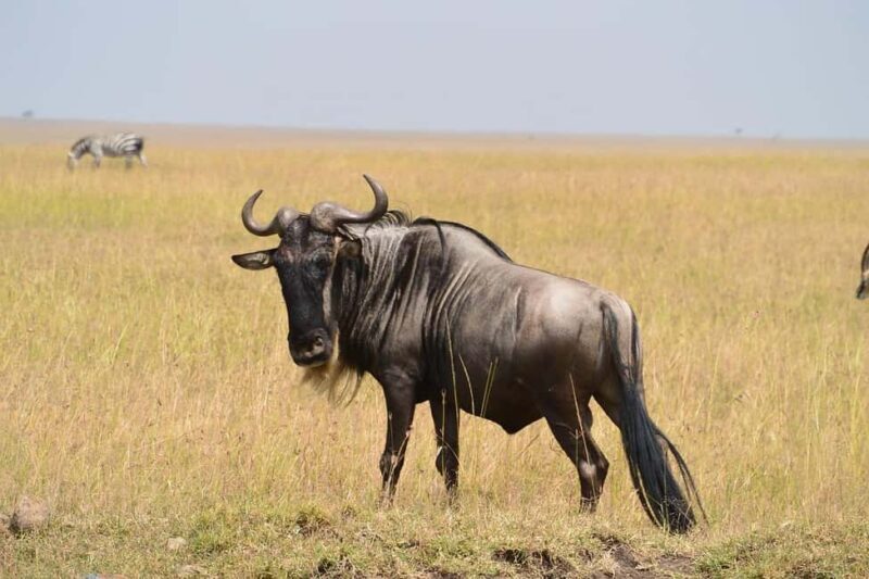 3-days 2-night from Dar-es-Salaam to Mikumi National Park - Sunset and Relaxation: Evening at the Lodge