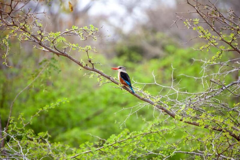 3 Days 2 night Nyerere NP, Game Drive, Boat & Walking Safari - Final Thoughts