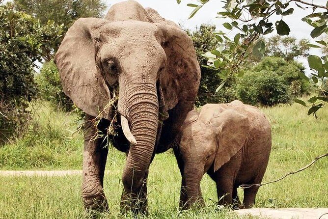 3 Days 2 Nights Adventures At Mikumi National Park - Who Will Love This Tour?