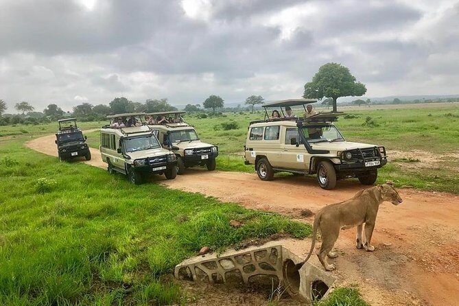 3 Days 2 Nights Adventures At Mikumi National Park - Final Thoughts