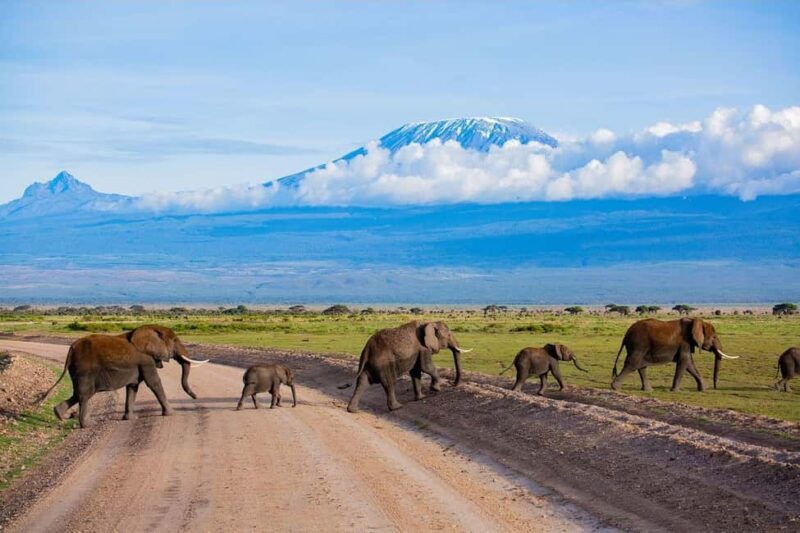 3 Days 2 Nights Amboseli National Park Tour - Setting the Stage: What to Expect from This Safari
