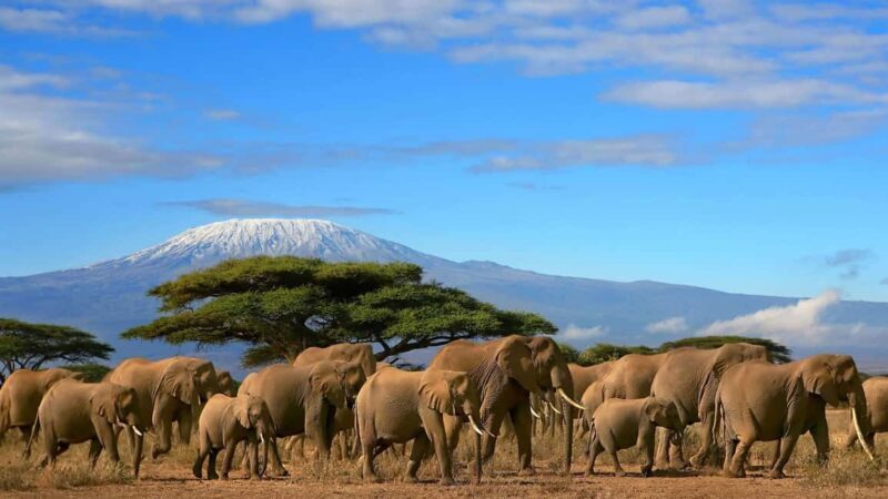 3 Days 2 Nights Amboseli National Park Tour - What Past Travelers Say