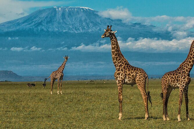3 Days 2 Nights Amboseli National Park Tour - Practical Tips for Travelers