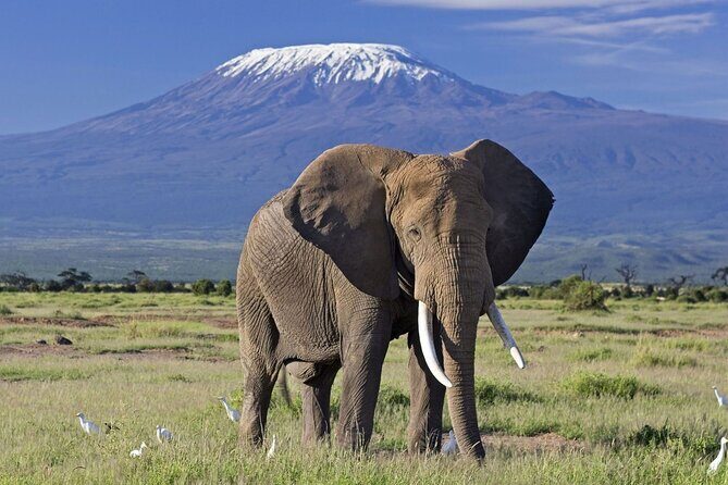 3 Days 2 Nights Amboseli National Park Tour - Who Will Love This Tour