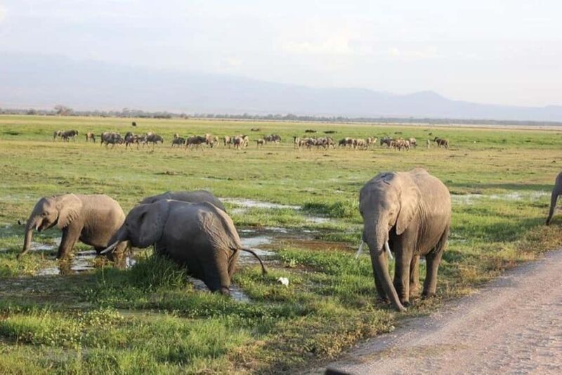 3 Days, 2 Nights Amboseli Private Budget Safari - Key Points