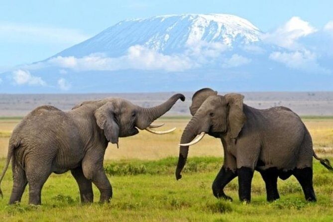 3 Days 2 Nights Amboseli Safari - What is included in the Amboseli Safari?