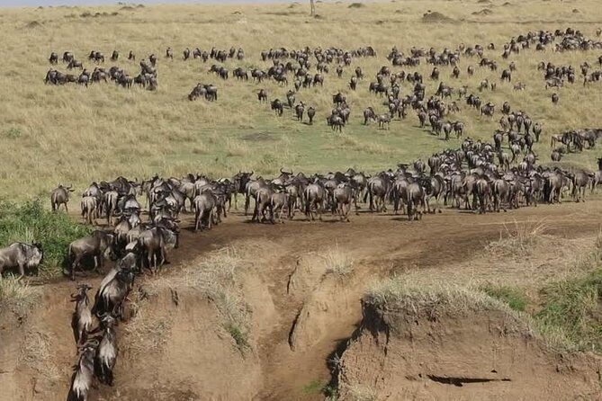 3 days 2 nights budget group safari to Maasai Mara National Reserve - The Journey Begins: What to Expect from the Itinerary
