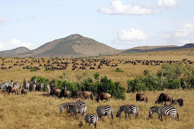 3 days 2 nights budget group safari to Maasai Mara National Reserve - Authentic Experiences and Traveler Insights
