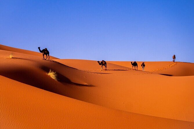 3 Days 2 Nights Desert Tour from Fes to Marrakech - Who Should Consider This Tour?