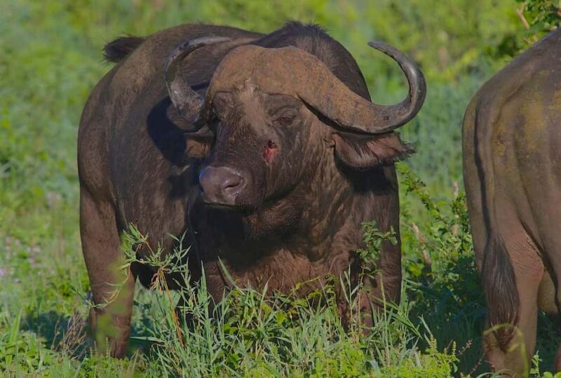 3-days 2-nights from Zanzibar to Mikumi NP & Visit Massai - Who Should Consider This Tour?