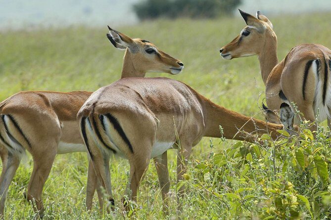 3 Days 2 Nights Group Joining Serengeti and Ngorogoro Safari - Key Points